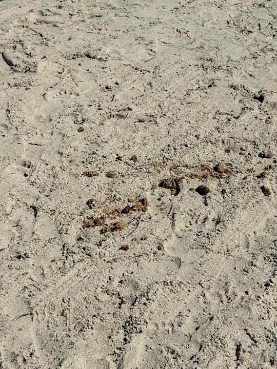 Strand TUI MAGIC LIFE Penelope Beach