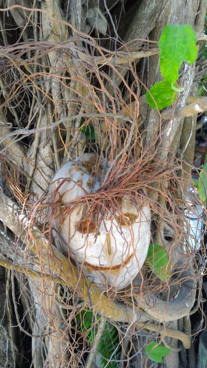 Pflanzen und Wege Kuredu Island Resort & Spa