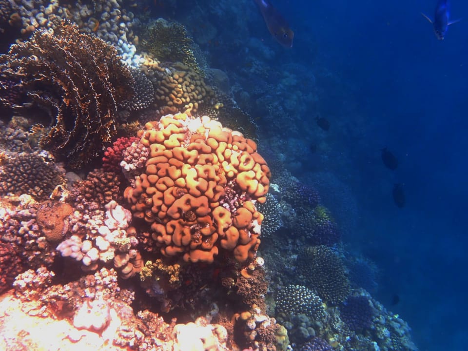 Sport & Freizeit Hotel Gorgonia Beach Resort