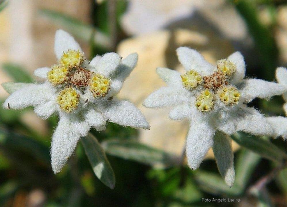 I fiori del Monte Baldo Agriturismo San Maggiore