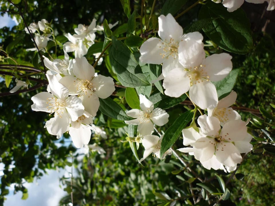 Blumen Costa Morroni Residence