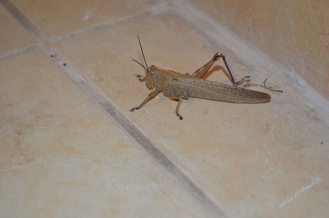 Delphin Imperial Hotel Delphin Imperial