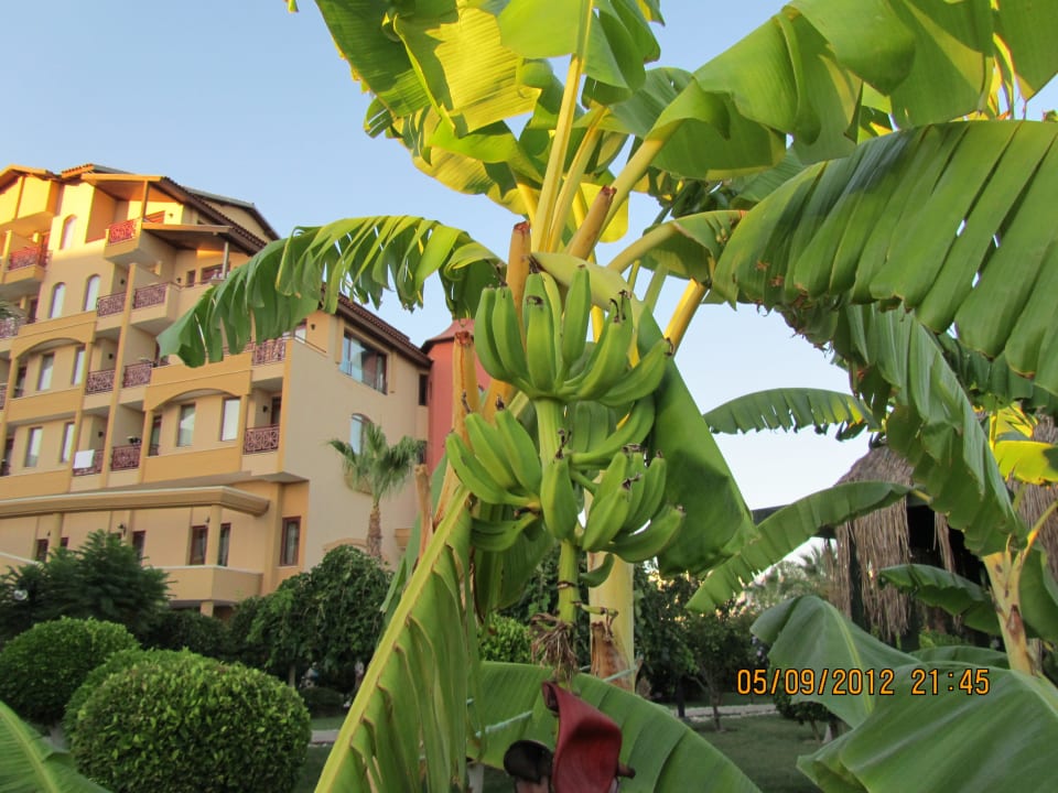 Бананы Bella Resort & Spa