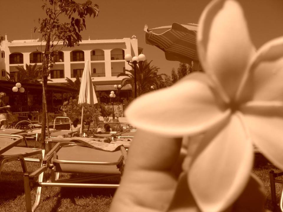 die Anlage TUI SUNEO Chrissi Amoudia