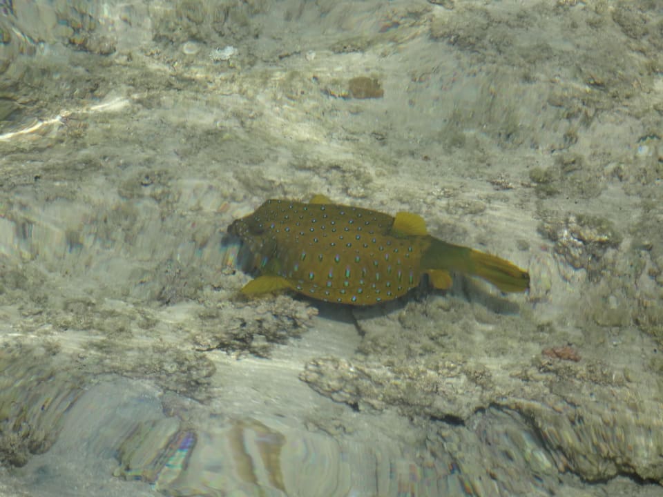 Vom Steg aus fotografier - Kofferfisch glaub ich   Stella Garden Resort & Spa, Makadi Bay