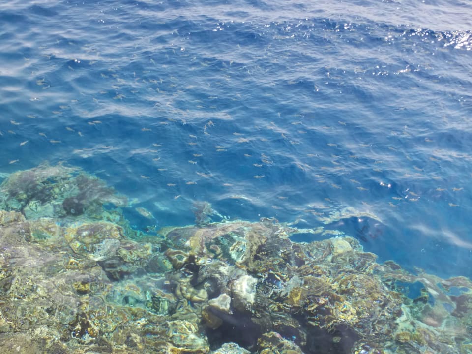 Коралловый риф 2 Bliss Nada Beach Resort