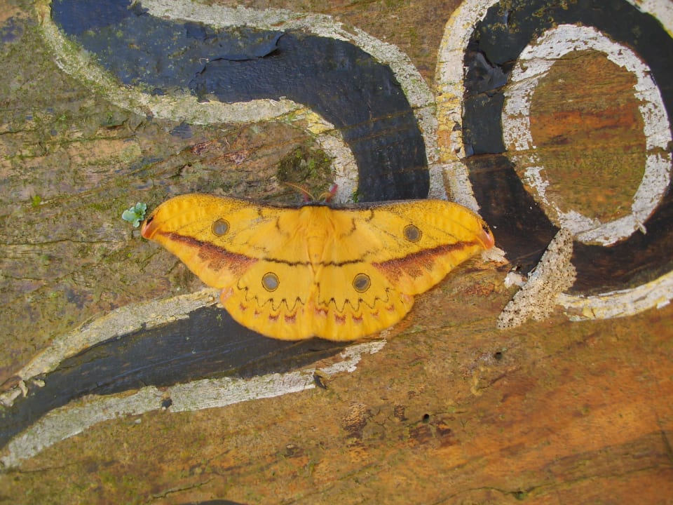 Eine wahnsinnige Vielfalt an Insekten Hotel Soluna