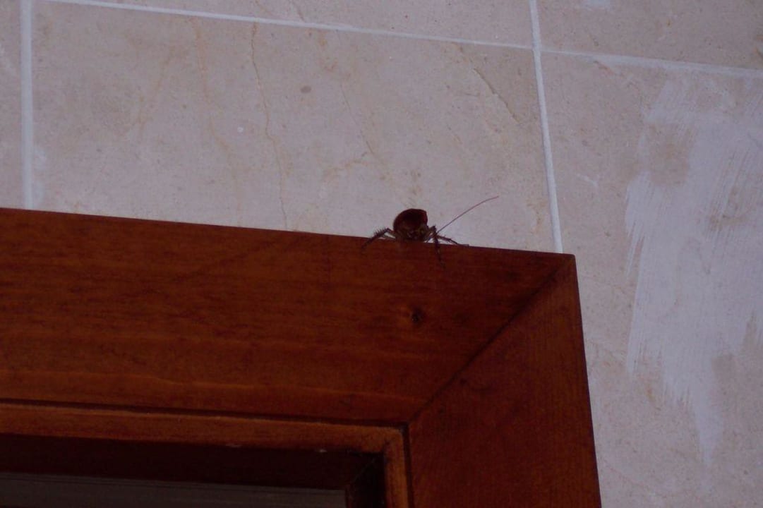 Giant bug inside the bathroom Dreams Jardín Tropical