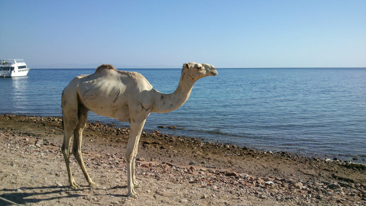 Kamel auf der Flucht Happy Life Village