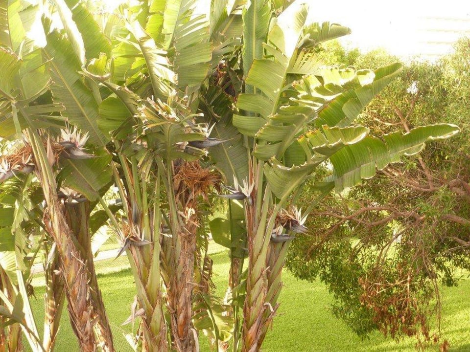 Hotelanlage und Resort Hotel Riu Oliva Beach - Hotel