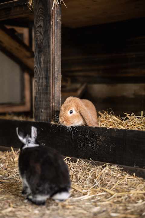 Lobby DAS GERSTL Family Retreat