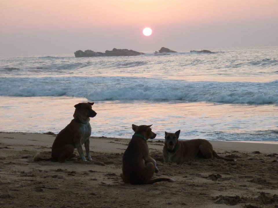 Nette Gesellschaft zum Sonnenaufgang Palm Paradise Cabanas