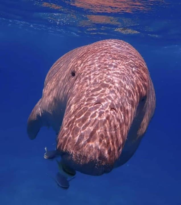 Sonstiges Malikia Resort Abu Dabbab