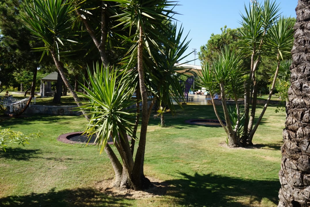 Gartenanlage TUI BLUE Palm Garden