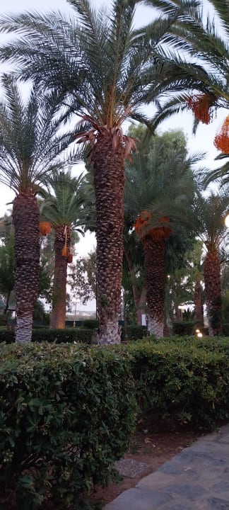 Gartenanlage Apollonia Beach Resort & Spa