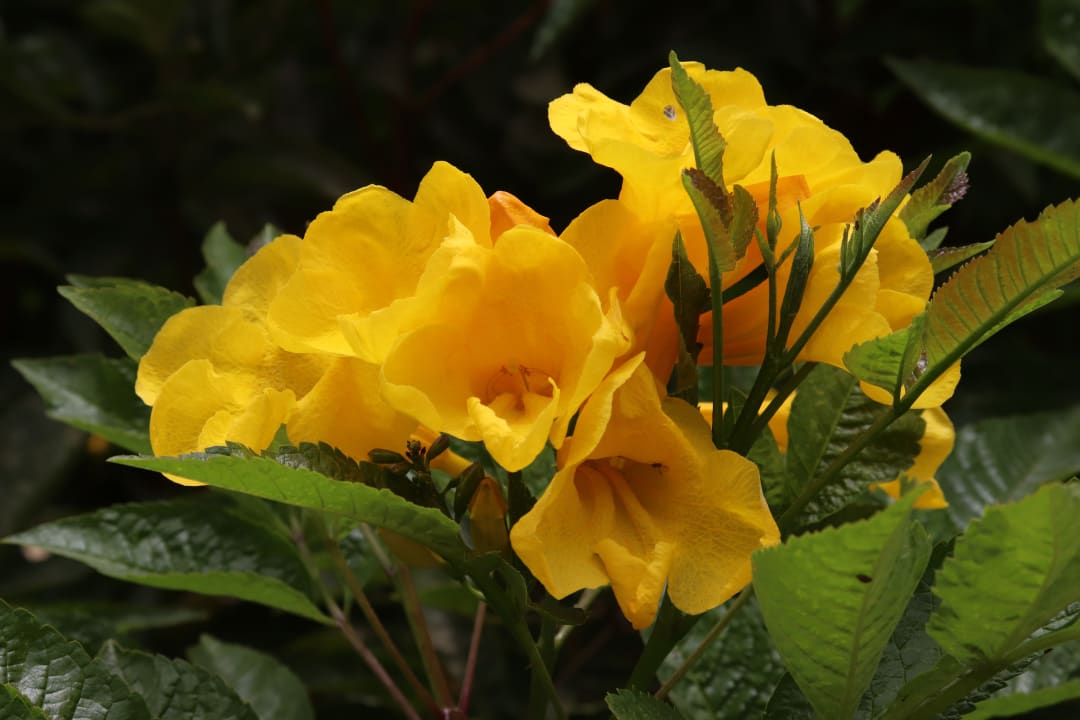 Gartenanlage Stella Beach Resort & Spa Makadi Bay