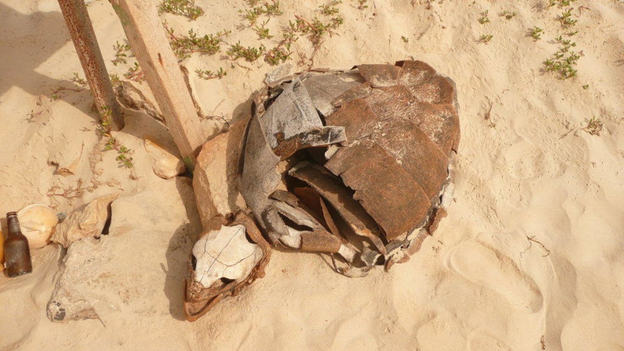 Die ist/war echt Hotel Riu Karamboa