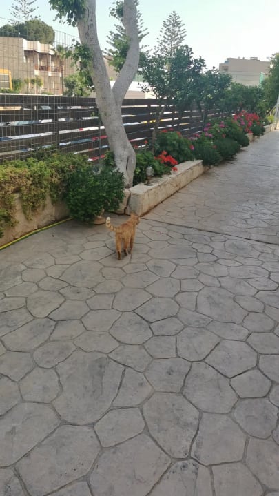 Gartenanlage Cactus Royal