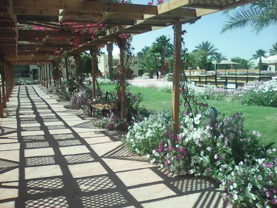 Gartenanlage Desert Rose