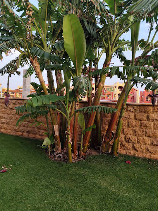 Gartenanlage Casa Mare Resort