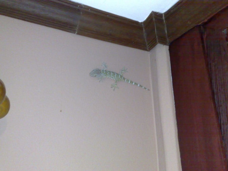 Mitbewohner The Fair House Beach Resort