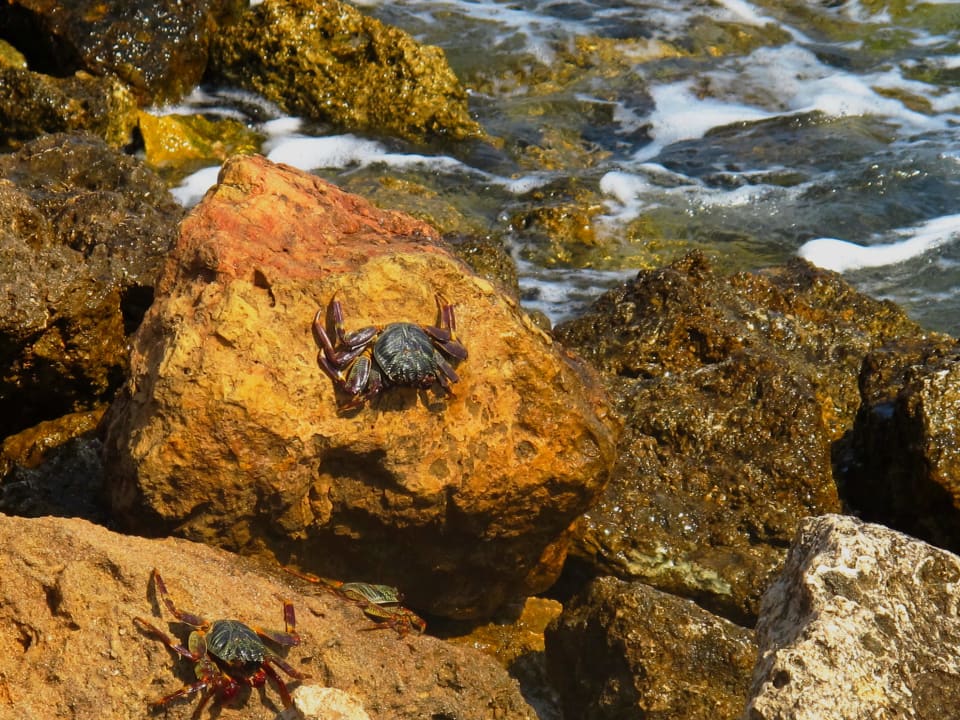 Citadel Azur Resort Pickalbatros Citadel Resort