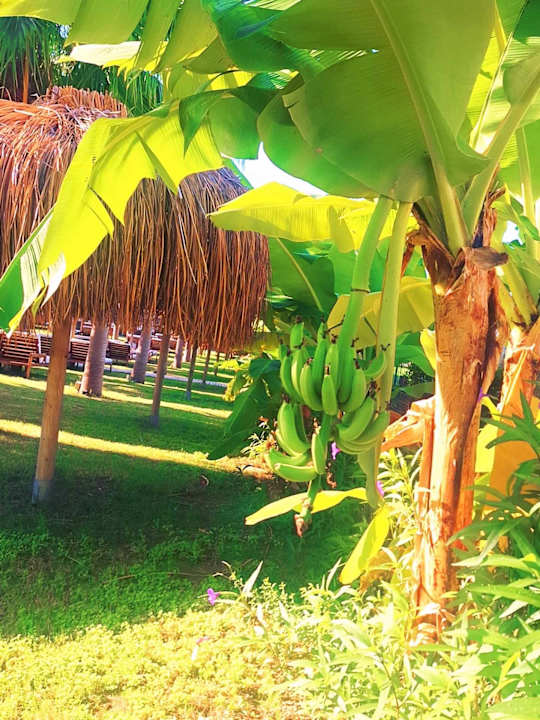 Gartenanlage Rubi Platinum Sign