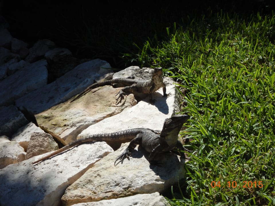 Am Hoteleingang Akumal Bay Beach & Wellness Resort
