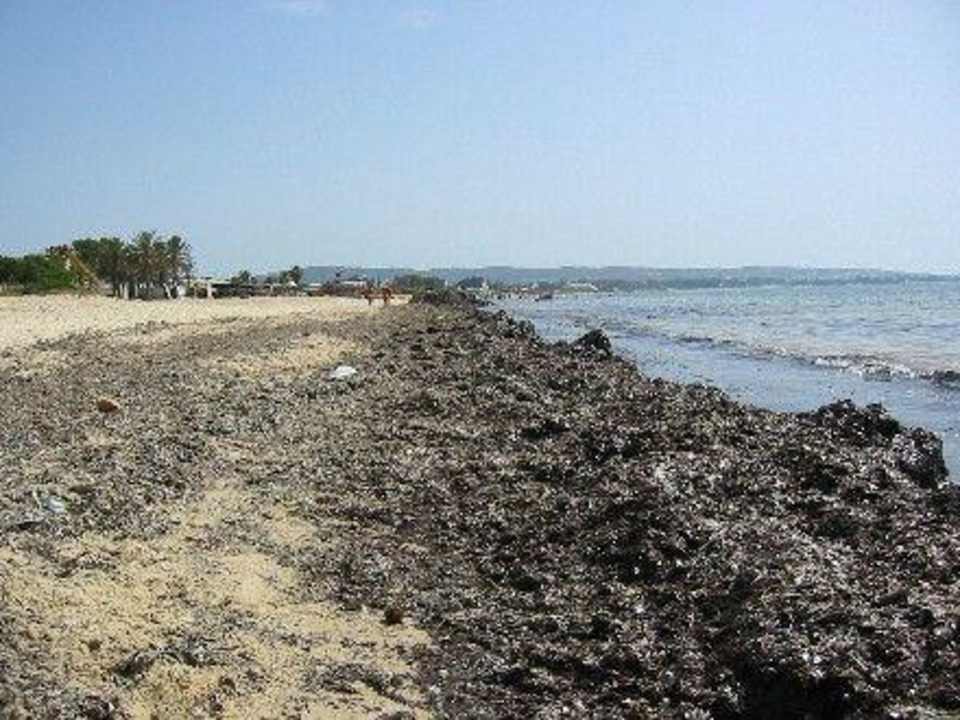 Strand3 Hotel African Queen