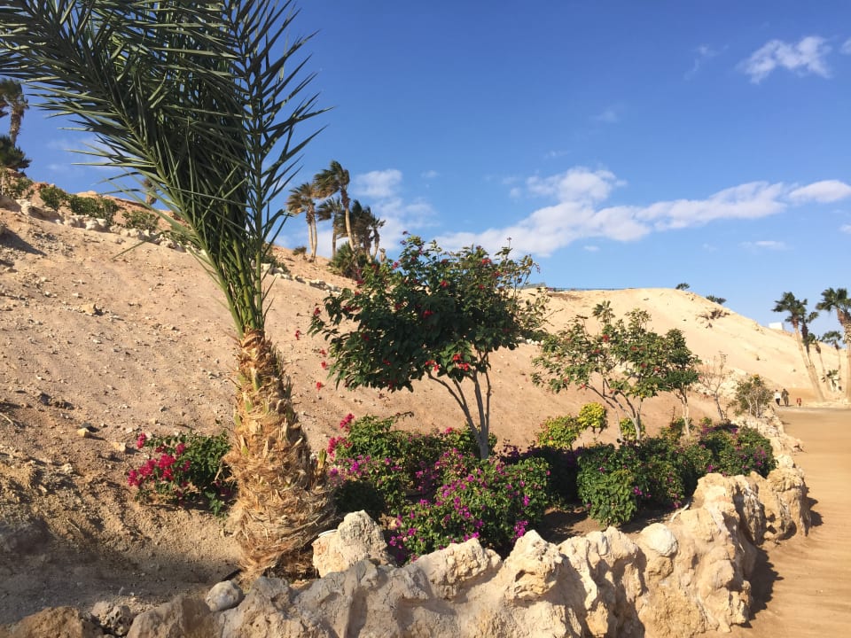 Gartenanlage Pickalbatros Citadel Resort