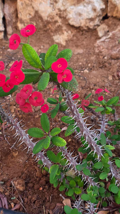Gartenanlage Atlantica Plimmiri