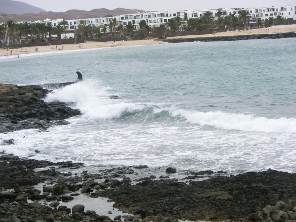 Strand allsun App.-Hotel Albatros