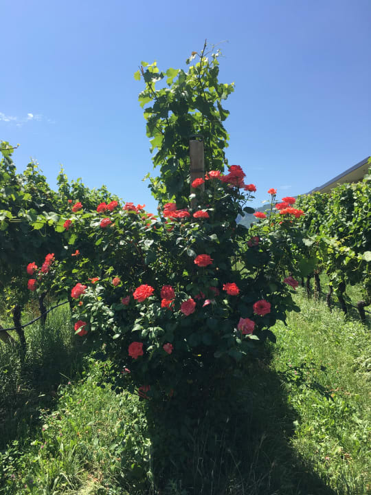 Gartenanlage Hotel Plattenhof