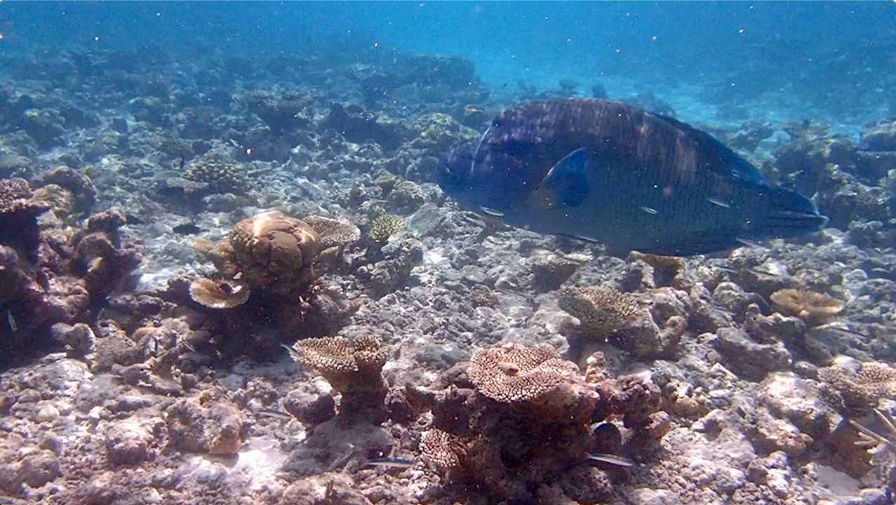 Sonstiges Vilamendhoo Island Resort & Spa