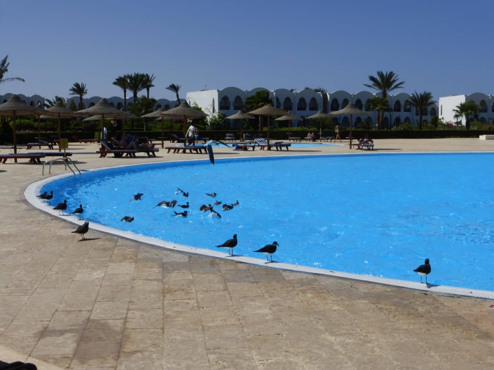 Pool mit Möwen Hotel Gorgonia Beach Resort