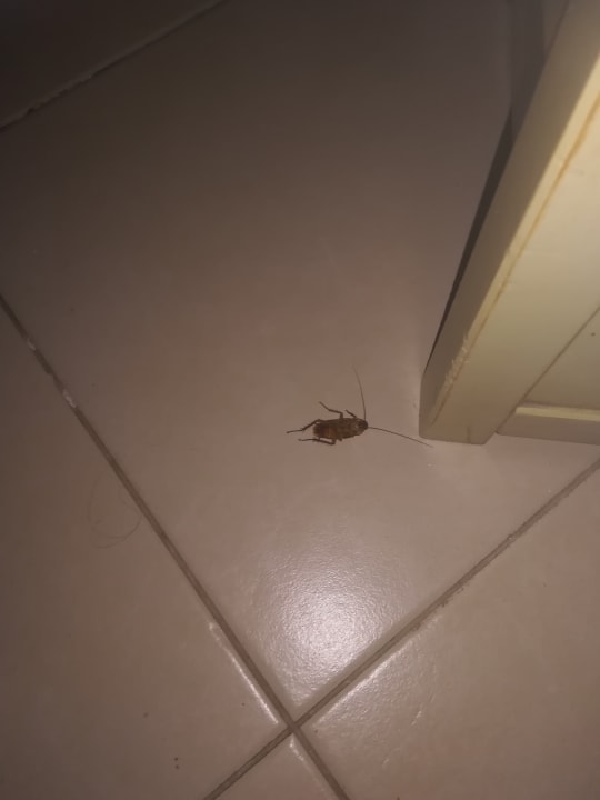 Zimmer allsun App.-Hotel Albatros