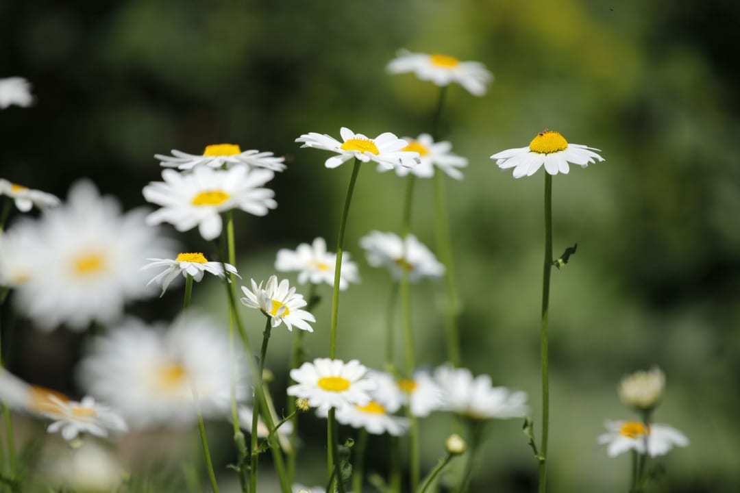 Gartenanlage Garni Villa Tyrol