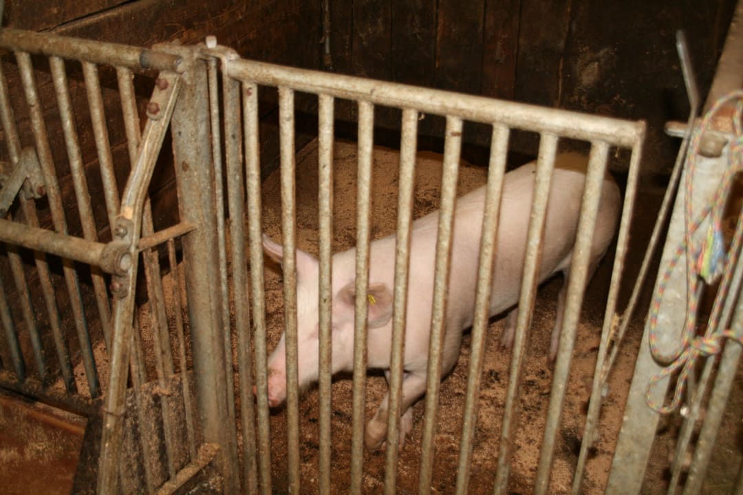 Schweinchen Annabell wartet auf´s Abendessen Urlaub am Bauernhof Wachter