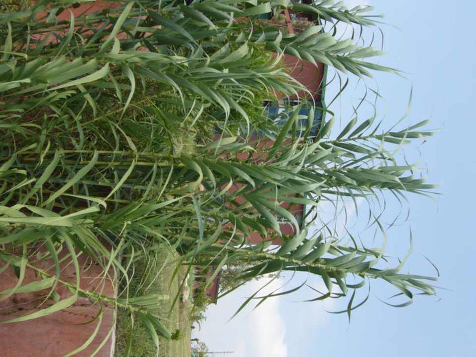 Sun Flipper Hotel Club Life Kizilot