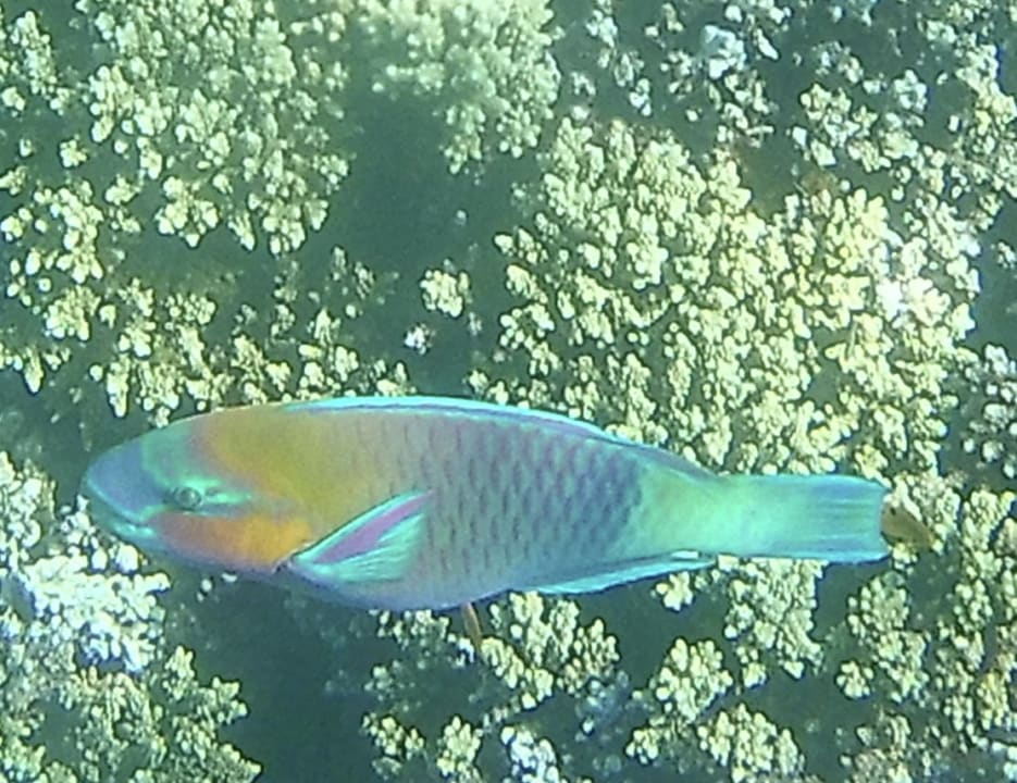 Strand Cleopatra Luxury Resort Makadi Bay