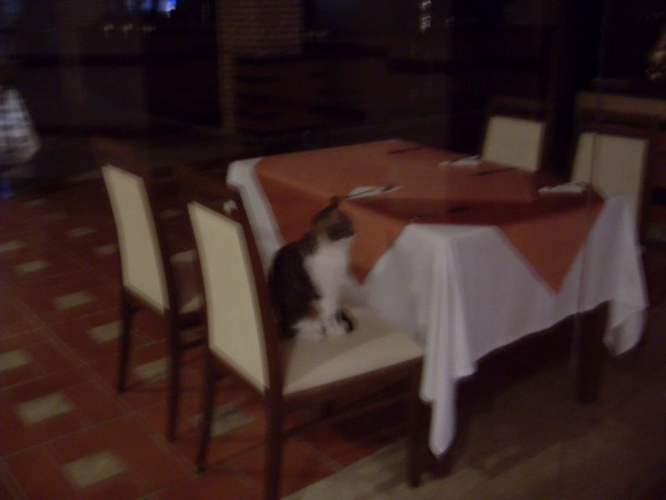 Katzen nachts im Restaurant willkommen Limak Limra Hotel & Resort