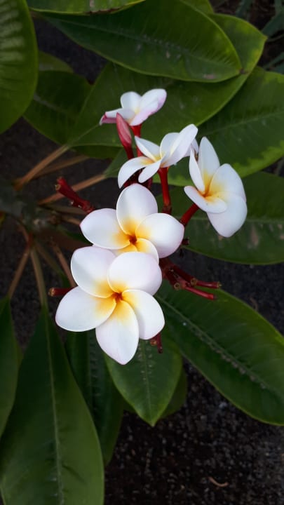 Gartenanlage allsun App.-Hotel Albatros