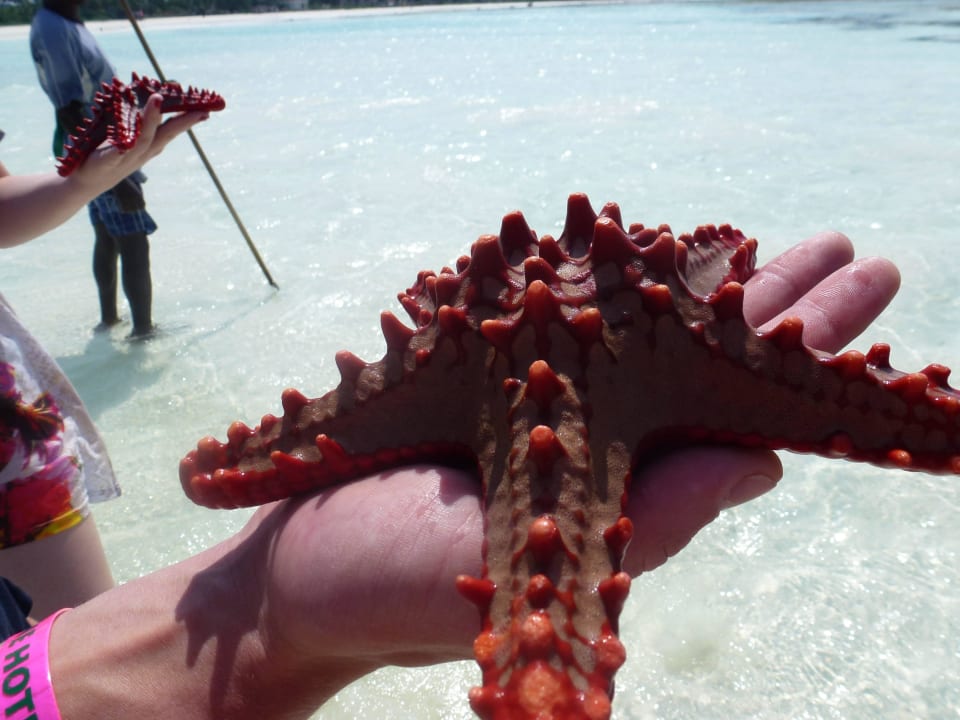Sandbank Neptune Pwani Beach Resort & Spa