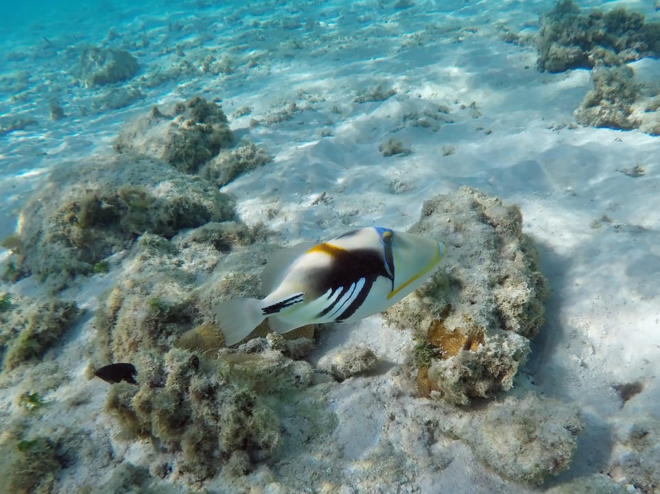 Picasso - Drückerfisch NH Collection Maldives Havodda Resort