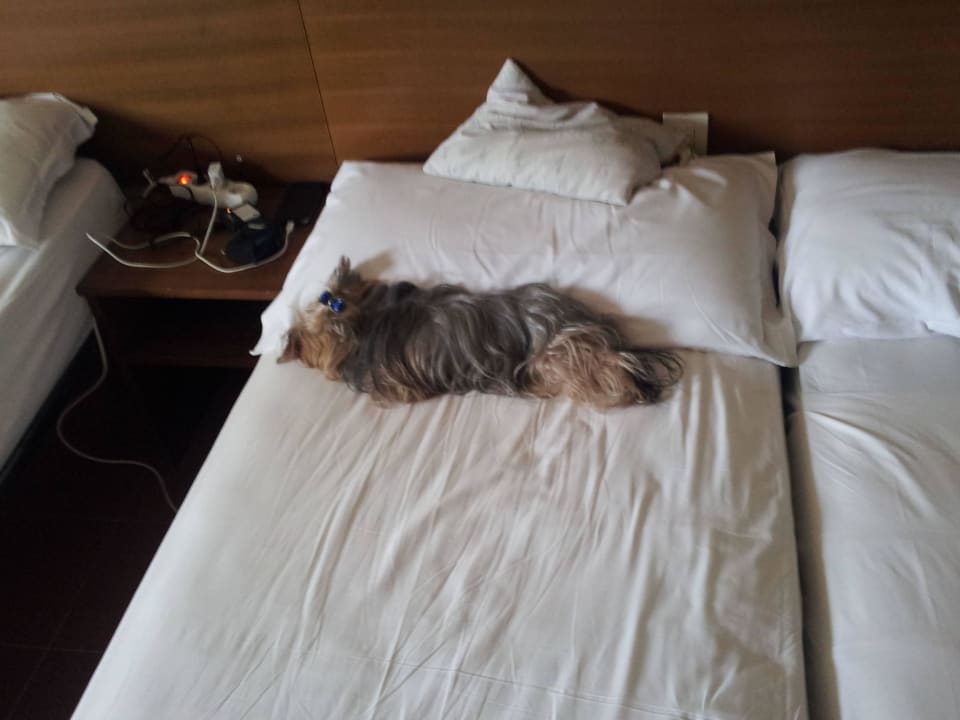 Unavená "Dog" odpočívá v pokoji Hotel Corolle