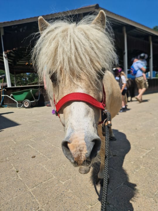 Sport & Freizeit PonyparkCity