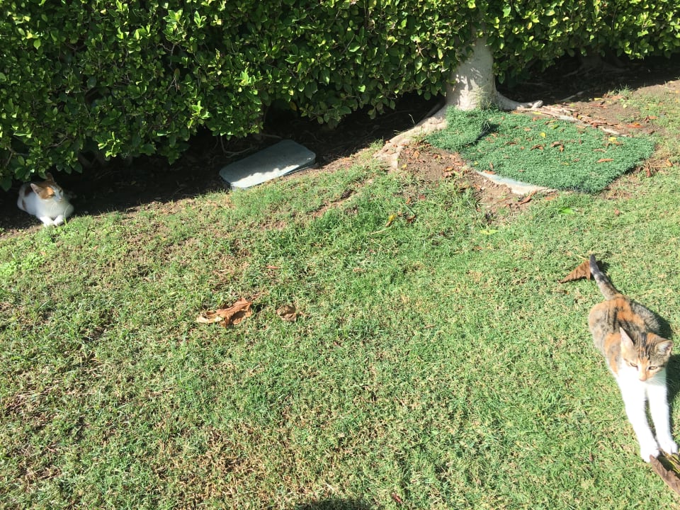 Gartenanlage Royal Wings Hotel