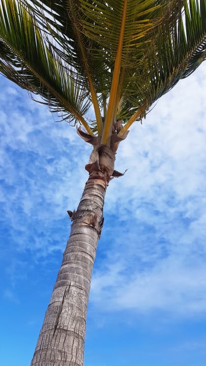 Gartenanlage Grand Palladium Punta Cana Resort & Spa