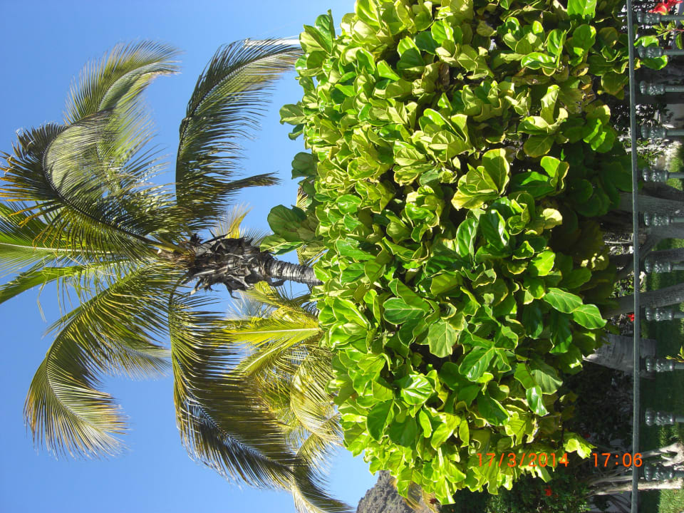Palmenpracht Lopesan Costa Meloneras, Resort & Spa