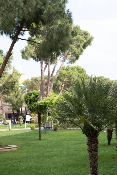 Papillon Ayscha Juni 2015 Papillon Ayscha